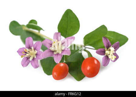 Goji-Zweig mit Beeren, Blumen und Blätter, die isoliert auf weiss Stockfoto