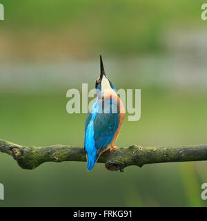 Eisvogel (Alcedo Atthis) North Yorkshire, England. Stockfoto