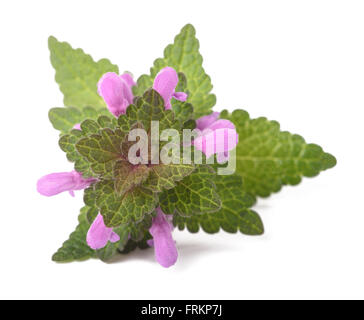 Toten Brennnessel mit Blumen, isoliert auf weiss Stockfoto