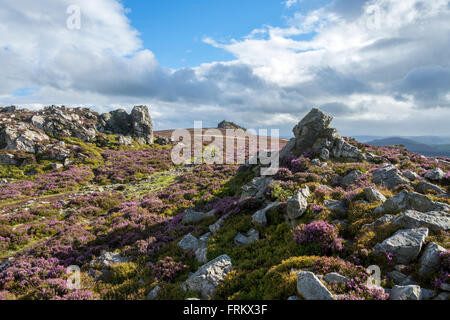 Manstone Rock aus des Teufels Stuhl rockt auf der Stiperstones Ridge, Shropshire, England, UK Stockfoto