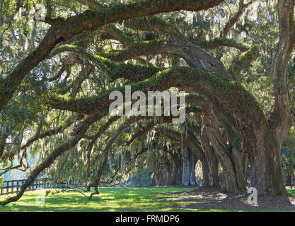 Große Eichen auf einer Plantage-Haus in South Carolina Stockfoto