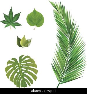 Blätter-Sammlung Stock Vektor