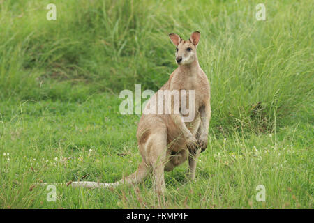 Eine männliche Agile Wallaby - Macropus Agilis - landen auch bekannt als ein Fluss Wallaby oder Sand Wallaby in grünen Rasen stehen in Australien Stockfoto