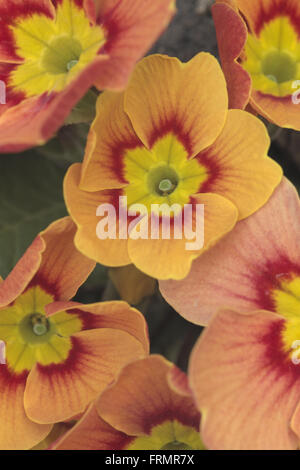 Eine Nahaufnahme von einer Gruppe von ornamentalen Garten Primel Blumen Stockfoto
