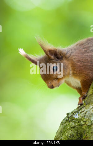 Männlichen Eichhörnchen Sciurus Vulgaris, sitzt auf dem Ast eines Baumes Stockfoto