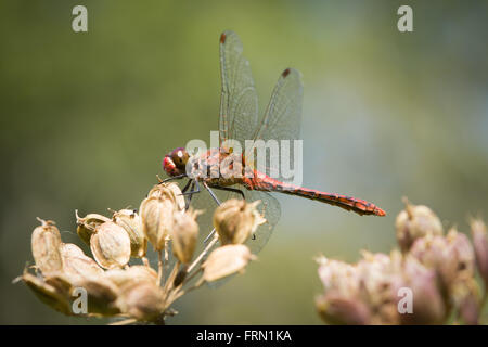 Männliche Ruddy Darter Sympetrum Sanguineum Libelle Saatgut Kopf Stockfoto