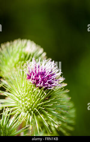 Größere Klette Arctium Lappa Blume gerade erst anfangen zu öffnen Stockfoto