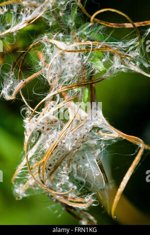 Rosebay Willowherb Chamerion Angustifolium Samen bereit für Zerstreuung platzen Stockfoto