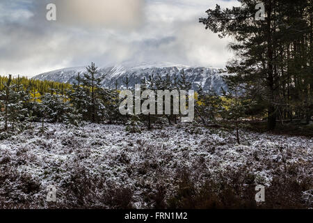 Blick vom Zoll Forrest in den Schnee bedeckt Cairngorm massive Stockfoto