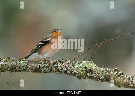 Erwachsene männliche Buchfink Fringilla Coelebs in einem Baum Stockfoto
