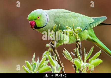 Ring-necked Parakeet oder Rose-beringt Sittich geflohen waren am Birnbaum Stockfoto