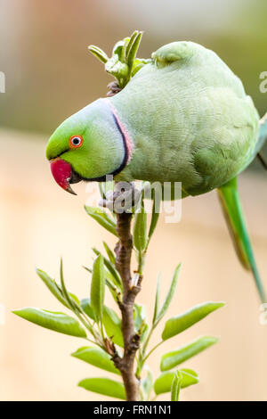 Ring-necked Parakeet oder Rose-beringt Sittich geflohen waren am Birnbaum Stockfoto