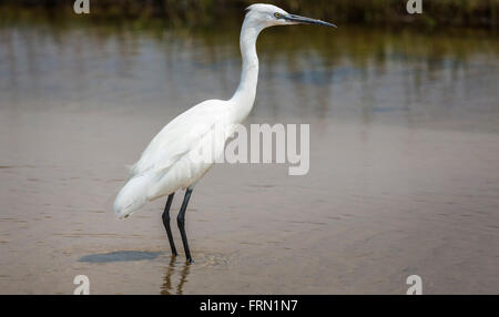 Weiß, elegante Seidenreiher (Egretta garzetta) stehen im Wasser, Sandibe Camp, Moremi Wildreservat, Kalahari, Okavango Delta, Botswana, Afrika Stockfoto