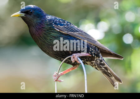 Gemeinsamen Starling Sturnus Vulgaris thront auf einem Garten feeder Stockfoto