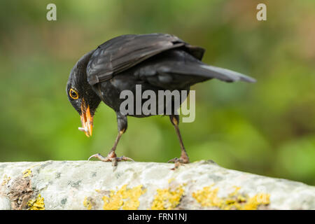 Erwachsene männliche Amsel Turdus Merula Fütterung auf Ast Stockfoto