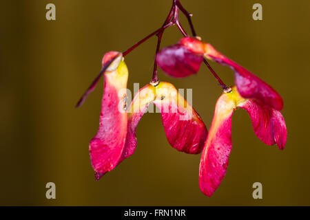 Japanischer Ahorn Acer Palmatum Samen Stockfoto