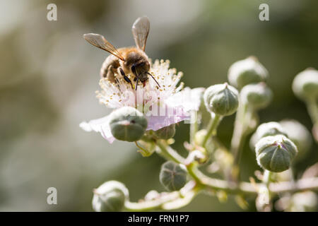 Honig Biene Apis Mellifera Fütterung auf Blumen Brombeere (Rubus Fruticosus) Stockfoto