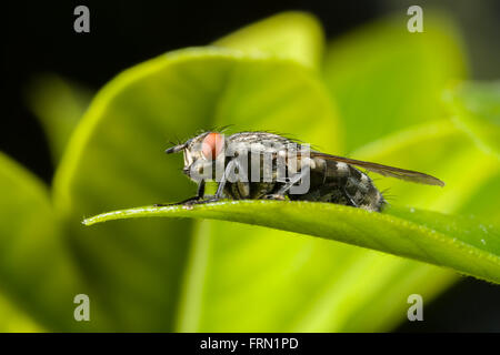 Gemeinsamen Fleisch-Fly Sarcophaga Carnaria ruht auf Blatt Stockfoto