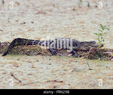 Junge Florida Krokodil auf einem Baumstamm Stockfoto