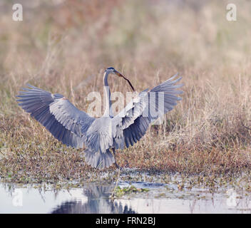 Great Blue Heron fängt eine Schlange in Florida Feuchtgebiet Stockfoto