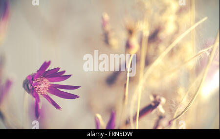 Blumenstrauß aus schönen lila trockene Blumen. Sanfte Blumen. Postkarte anzeigen. Stockfoto