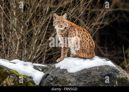 Eurasischer Luchs (Lynx Lynx) sitzt auf Felsen im Schnee im winter Stockfoto