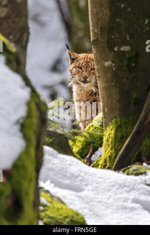 Eurasischer Luchs (Lynx Lynx) auf der Suche hinter Baum im Wald im Schnee im winter Stockfoto