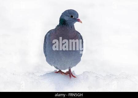 Hohltaube (Columba Oenas) im Schnee im winter Stockfoto