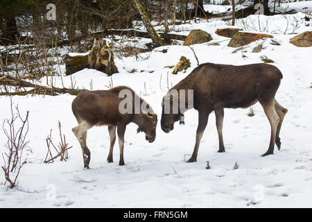 Elch / Elch (Alces Alces) Stier mit Kalb im Wald im Schnee im Winter Stockfoto