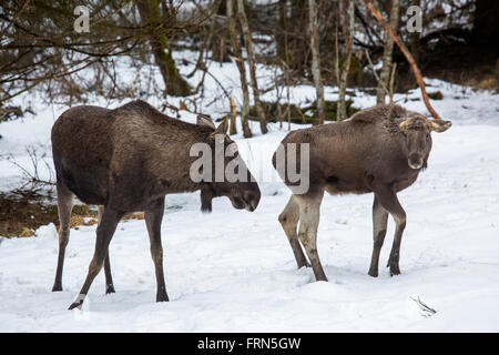 Elch / Elch (Alces Alces) Stier mit Kalb im Wald im Schnee im Winter Stockfoto