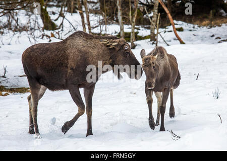 Elch / Elch (Alces Alces) Stier mit Kalb im Wald im Schnee im Winter Stockfoto