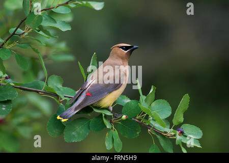 Zeder Seidenschwanz (Bombycilla Cedrorum) thront im Busch, gebürtig aus Nord- und Mittelamerika Stockfoto