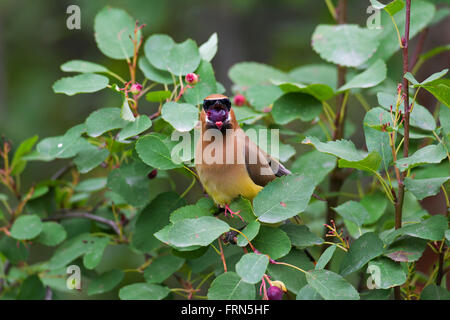 Zeder Seidenschwanz (Bombycilla Cedrorum) thront im Busch Essen Beeren, gebürtig aus Nord- und Mittelamerika Stockfoto