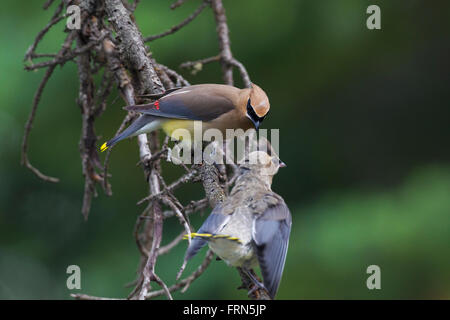 Zeder Seidenschwanz (Bombycilla Cedrorum) mit Juvenile thront im Baum, gebürtig aus Nord- und Mittelamerika Stockfoto