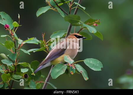 Zeder Seidenschwanz (Bombycilla Cedrorum) thront im Busch, gebürtig aus Nord- und Mittelamerika Stockfoto