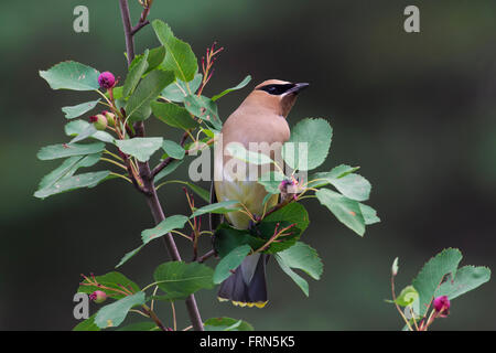 Zeder Seidenschwanz (Bombycilla Cedrorum) thront im Busch, gebürtig aus Nord- und Mittelamerika Stockfoto