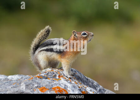 Golden-Jaguaren Grundeichhörnchen (Callospermophilus Lateralis) auf Felsen, in westlichen Nordamerika beheimatet Stockfoto