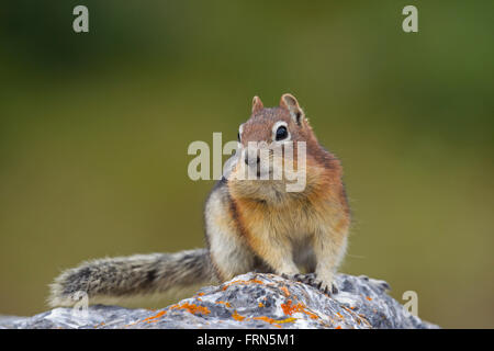 Golden-Jaguaren Grundeichhörnchen (Callospermophilus Lateralis) auf Felsen, in westlichen Nordamerika beheimatet Stockfoto