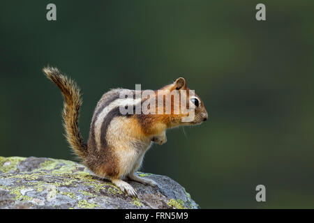 Golden-Jaguaren Grundeichhörnchen (Callospermophilus Lateralis) auf Felsen, in westlichen Nordamerika beheimatet Stockfoto