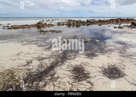 Algen und Linie der Felsen im seichten Wasser des sandigen Strandes, Gulf St. Vincent South Australia Stockfoto