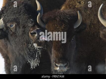 Bisons im Winter im Rocky Mountain Arsenal National Wildlife Refuge 22. März 2016 in Denver, Colorado. Stockfoto