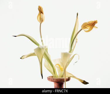 Eine Nahaufnahme von verwelkten gelben Tulpen in einer Vase vor weißem Hintergrund. Das Bild zeigt den zarten und zerbrechlichen Zustand der Blüten. Stockfoto