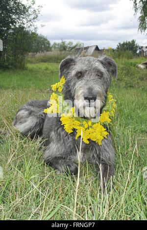 Irischer Wolfshund in einem Kragen aus Blumen Stockfoto