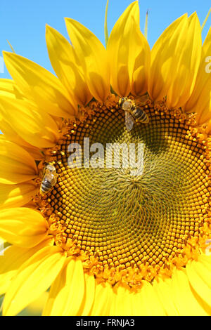 zwei Bienen auf Sonnenblume Stockfoto