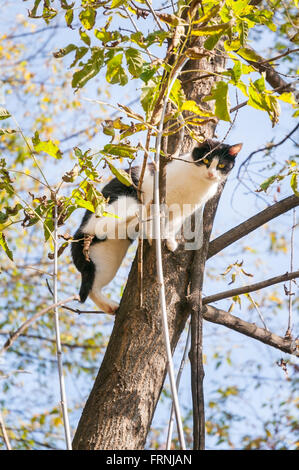 Eine schwarze und weiße Katze thront auf einem Baum Stockfoto