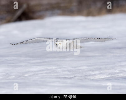 Schneeeule Tiefflug über Feld Stockfoto