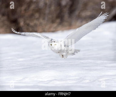 Schneeeule Tiefflug über Feld Stockfoto