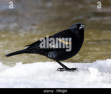 Männliche Rotschulterstärling thront auf Schnee Stockfoto