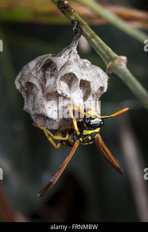 Wespennest. Stockfoto