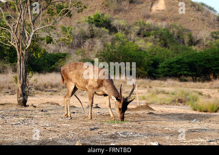 Ein Flores Rusa Reh füttert im Komodo National Park (Rusa Floresiensis, Rehe Komodo, Flores Rusahirsch) Stockfoto